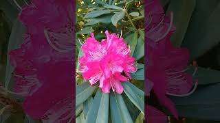 RHODODENDRONS IN BLACKHEATH 🌺 [upl. by Lenej106]