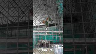 RS Pet House official 🐕doglover lovebirds🤩 [upl. by Ittak]