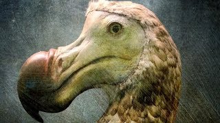 Scientists Finally Know The Real Reason Dodo Birds Went Extinct [upl. by Nnil]