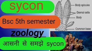 syconsycon bsc 5th semester zoologysycon syconstructure bsc 1year sycon spongeurn [upl. by Eimoan892]