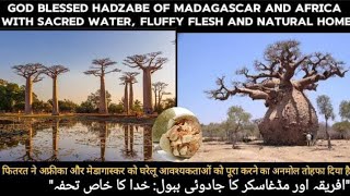 Baobabs The Lifeline for Africa and Madagascar  Massive Hydro Homies [upl. by Aneev321]