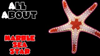 All About The Marble Sea Star or Red Tile Starfish [upl. by Notna287]