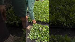 Flower Seedlings With Healthy Strong Roots gardening agriculture farming [upl. by Arand]