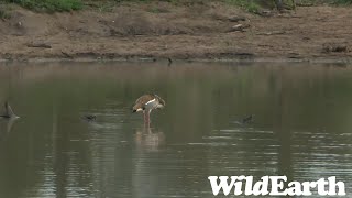 WildEarth  Live at the Waterhole 01 January 2024 [upl. by Mendel834]