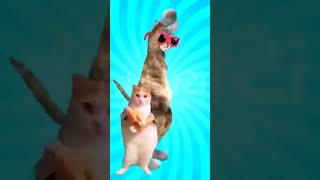 cat ka cut dancestunds bhojpurisong ruwathisithaththi stuffedanimal song funny [upl. by Ettore]