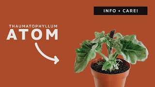 Thaumatophyllum Atom — Information and my care routine NOT a Philo [upl. by Biancha]