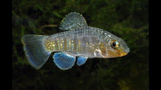 Tecopa Pupfish [upl. by Rauscher]