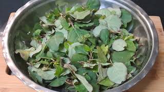 Punarnava leaf fry  Galijeru leaf fry  Healthy recipe for kidney problems [upl. by Xonnel]