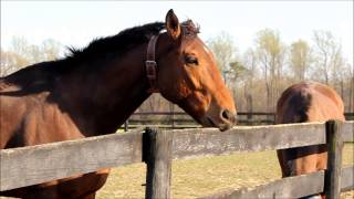 Dare Cribbing Collar Ultimate TEST Review [upl. by Magdaia]