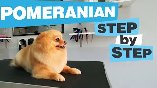 Sweet little POMERANIAN GROOMING CC  Haircut  Bathing  Undercoat removing  How to  Dog salon [upl. by Ginnie]