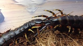 Scolopendra galapagoensis mating [upl. by Chipman542]