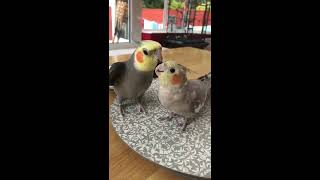 Happy Cockatiel Singing and Talking [upl. by O'Shee]