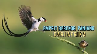 MENGENAL BURUNG PIN TAILED WHYDAH DARI AFRIKA [upl. by Ettelracs582]