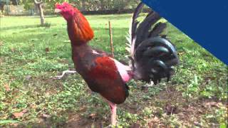 Gallos de Pelea Villa Cuara Yaracuy  PADROTES [upl. by Sihtnyc]