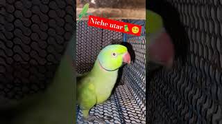 Niche utar😵‍💫🦜😂funnyanimal totaram shortsvideo [upl. by Eimas]