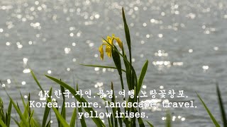 4K한국자연풍경여행노랑꽃창포Korea nature landscape travel yellow irises [upl. by Eldridge]