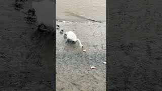 Feeding swans Ducks Birds Mistley Essex [upl. by Cod155]