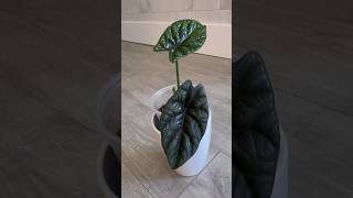 Alocasia Sinuata Quilted Dream 😍 shorts shortfeed houseplants plantcare youtube subscribe [upl. by Eisenberg46]