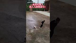 A mad dog bites a passerby who kicks it to death Animals Animals confusing behavior Dogs Dogs [upl. by Amary]