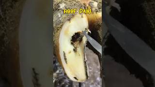 cow hoof painingHoof triming techniquesCow hoof healthHoof cleaning method asmr farrier [upl. by Ettennek]