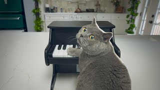 I Taught My Cat to Play Mozart [upl. by Ennaylime]