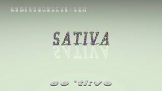 sativa  pronunciation  Examples in sentences and phrases [upl. by Aenej]