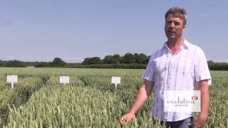 Evolution Winter Wheat  1 Minute Variety Video [upl. by Corry]