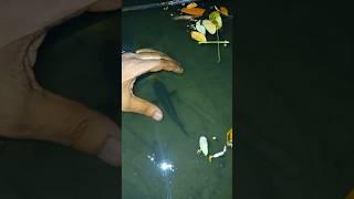 রাতে পুকুর থেকে হাত দিয়ে মাছ ধরলাম। fishing। night fishing [upl. by Farlie694]