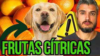 PODE DAR FRUTAS CÍTRICAS PARA CACHORRO COMER LARANJA OU TANGERINA ALIMENTOS COM VITAMINA C PARA CÃO [upl. by Hannon813]