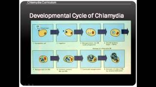 Chlamydia life cycle [upl. by Ruford]