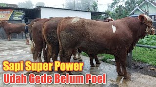 Full Review Deretan Sapi Super Power Sedang Mencari Penawar Tertinggi [upl. by Kcireddor]