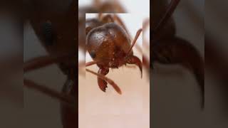 how an ant actually stings youshortstrending [upl. by Dunlavy272]