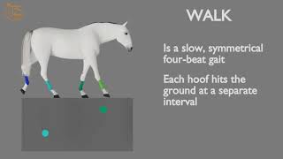 HORSE GAITS PART 01  WALK CYCLE ANALYSIS [upl. by Artenra]