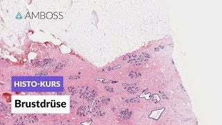 Histologie Brustdrüse  Mikroskopische Anatomie  AMBOSS Video [upl. by Christopher86]