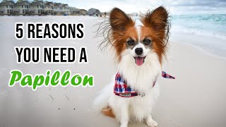 Top 5 Reasons You Need a Papillon Dog  Percy the Papillon Dog [upl. by Neilla803]