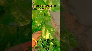 Money plant kitna bda h moneyplantcareplantsindoorplants vastuformoney moneyplantshivubobbyyt [upl. by Htiek]