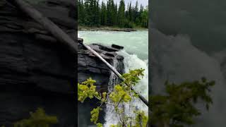 Insane flow at Athabasca falls athabascafalls athabasca jaspernationalpark jasper [upl. by Tristram]