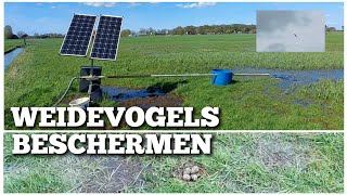 Kievitseieren bijna onder water  Boer Gerrit vlogt [upl. by Procter]