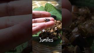 JUMILES insectos comestibles de Taxco Guerrero shorts [upl. by Chapel]