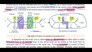 Proteins Structure of proteins Dipeptide and polypeptide and Structural Conformations in Proteins [upl. by Issac]