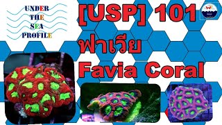 USP 101 Favia coral ปะการังวงแหวน [upl. by Hyacinth]