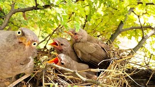 Jungli babbler babies voice AnimalsandBirds107 [upl. by Shelah]