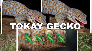 TOKAY GECKO 🦎 GECKO  Lizart ytshort youtubeshorts viralvideo [upl. by Eiclud890]