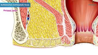 Ischioanal Fossa Isciorectal Fossa Animated Video [upl. by Hentrich604]