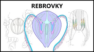 Zvieratá ako z iného sveta  Rebrovky [upl. by Anail]