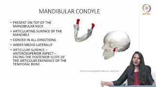 TMJ Anatomy amp Function [upl. by Hplodnar599]