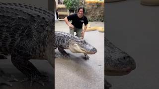 Real animal shorts alligator crocodile [upl. by Nats]