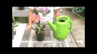 How to Water Orchid Plants  Akatsuka Orchid Gardens [upl. by Naletak960]