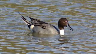 Pintail Duck Call Video Bird Songs Eastern North AmericaSounds of Nature [upl. by Cis72]