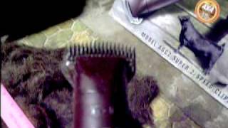 Andis horse clipper  Furbuster removing Icelandic horse winter coat [upl. by Coretta]